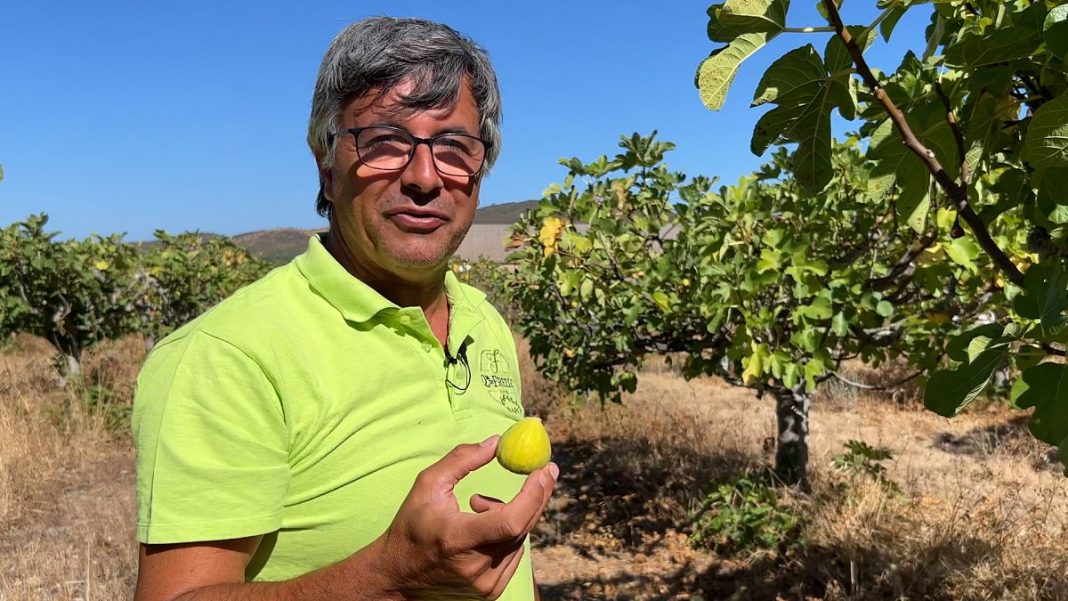 Batalla por el agua en el Algarve: los agricultores innovan para mantener la fertilidad del suelo
