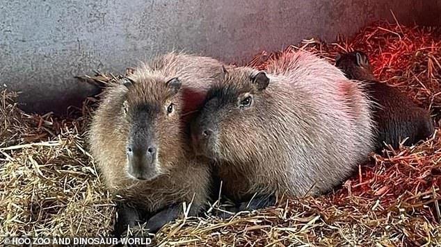 Cinnamon, fotografiada con su hermano Churro, huyó de su hábitat en Hoo Zoo y Dinosaur World en Telford el viernes.