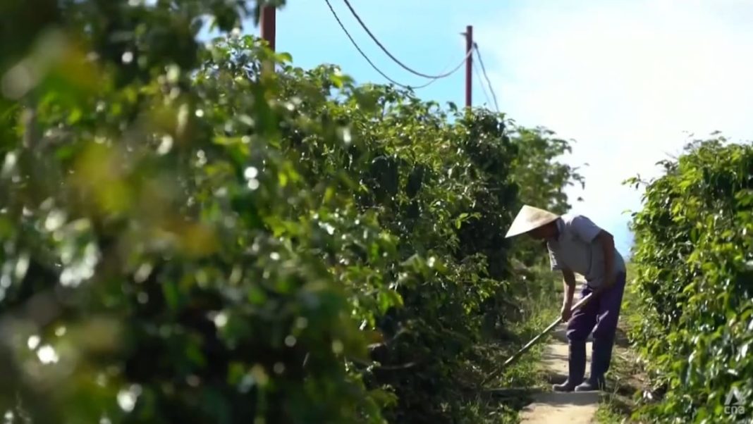 Comentario: El cambio climático deja un sabor amargo en el suministro mundial de café
