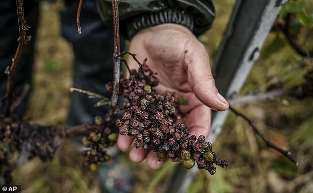 Un racimo de uvas Chardonnay atacadas por enfermedades fúngicas mildiú. Los productores de vino en Francia han advertido que el 'milllesime' de 2024 será escaso debido a las difíciles condiciones climáticas después de uno de los veranos más húmedos registrados.