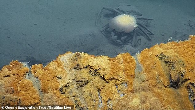 Esta piscina contiene una mezcla de salmuera altamente salada que es tóxica para cualquier criatura que tenga la mala suerte de caer en ella. Observe el cangrejo muerto en la piscina.