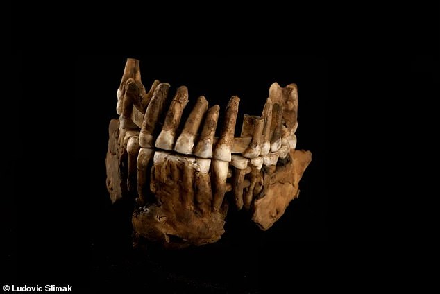 El análisis de ADN de los restos de Thorin reveló que pertenecía a un grupo de neandertales previamente desconocido que permaneció aislado durante 50.000 años.