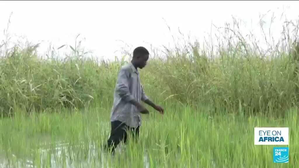 En Nigeria, los agricultores temen otra inundación mientras Camerún abre una presa
