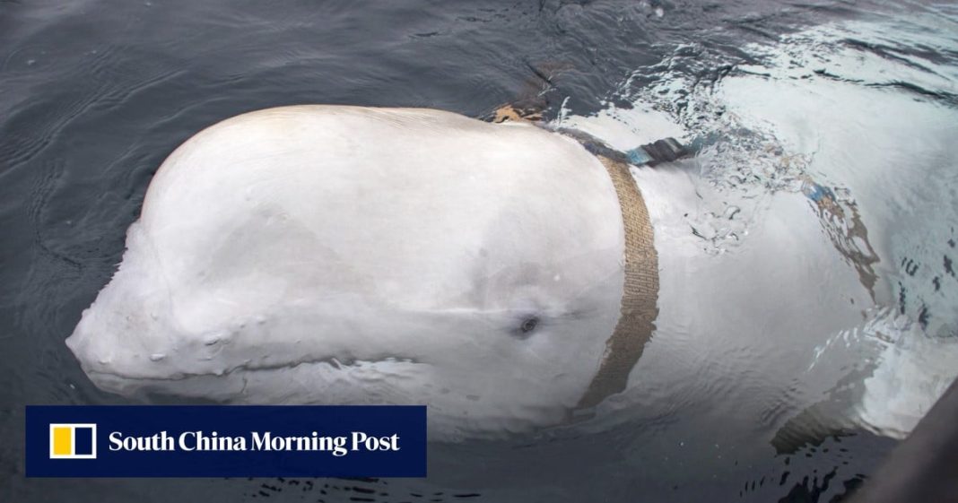 Encuentran muerta una ballena 'espía rusa' en la costa de Noruega
