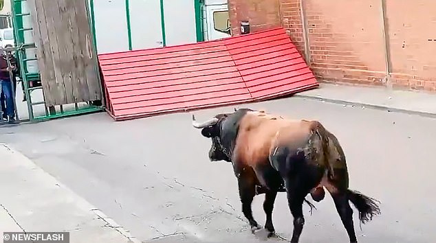 Este es el horrible momento en el que un toro desbocado atravesó una barrera de seguridad en un pueblo español, corneando hasta la muerte a un hombre e hiriendo gravemente a otros tres, incluida una niña de tres años.