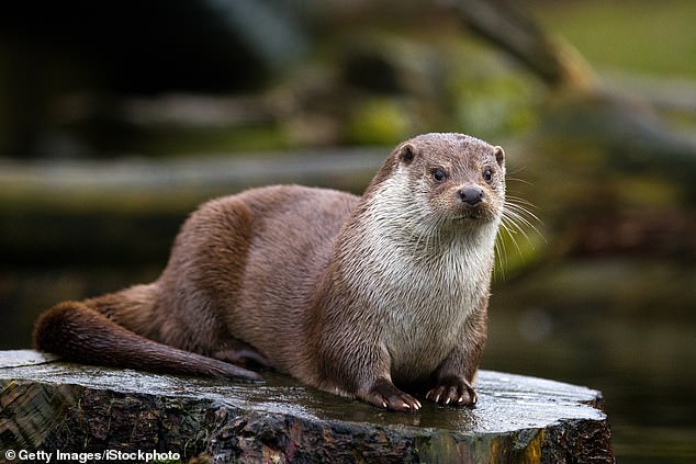 Un niño, que estaba paseando con su madre por el muelle, fue repentinamente arrastrado por una nutria de río en un raro ataque en Bremerton Marina en el condado de Kitsap el 12 de septiembre (imagen de archivo)