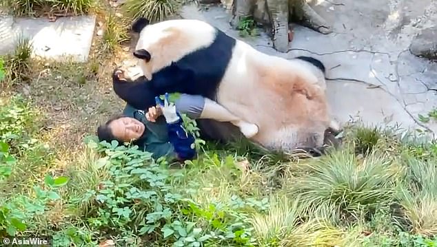 ¡Ding Ding, primera ronda! Un panda ataca a una cuidadora del zoológico después de atraparla dentro de su jaula