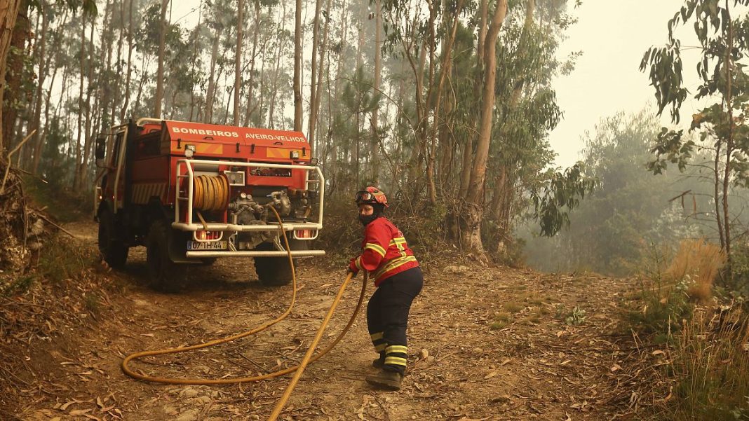 Incendios en Portugal: ¿Por qué los bosques ibéricos son tan inflamables?
