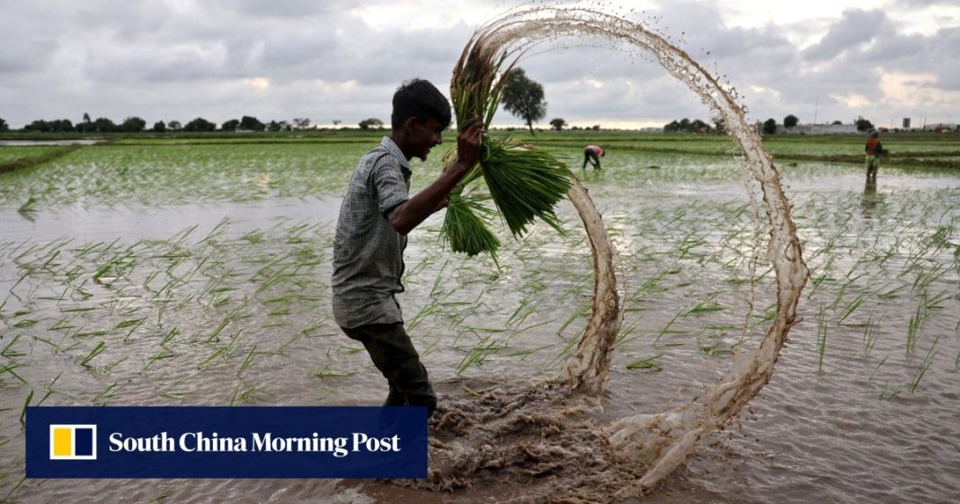 India permite exportaciones de arroz blanco distinto del basmati y aumenta la oferta mundial
