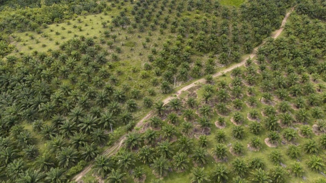 La Comisión insiste en que no hay planes para retrasar la ley contra la deforestación
