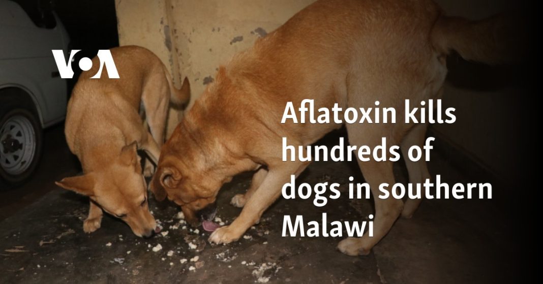 La aflatoxina mata a cientos de perros en el sur de Malawi 
