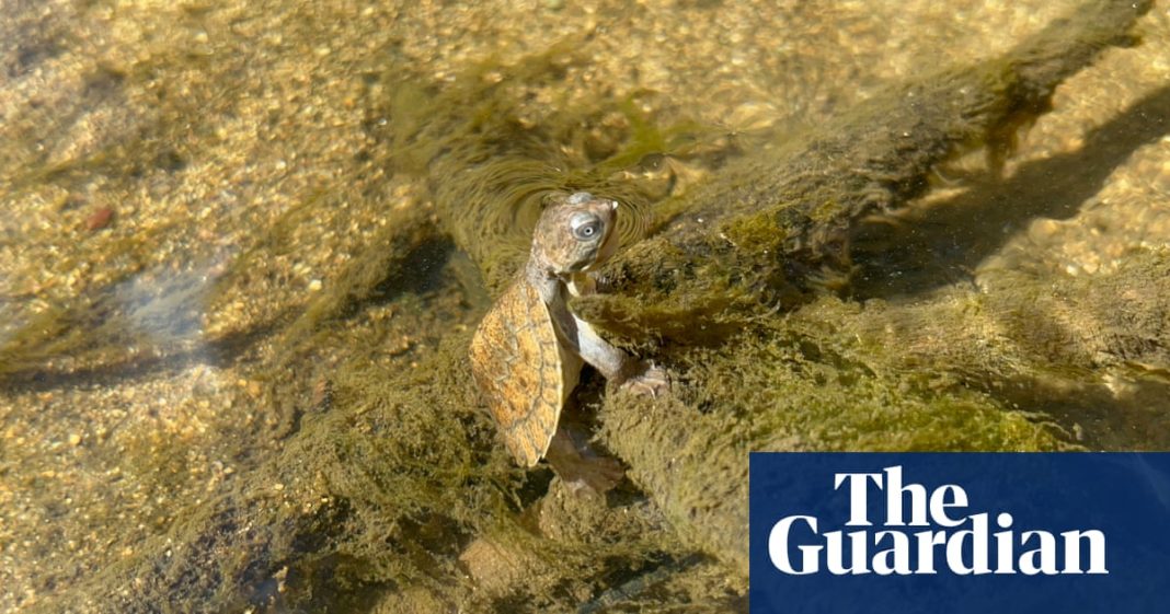 La tortuga que respira en el fondo es una de las especies en peligro de extinción de Queensland amenazadas por peces invasores
