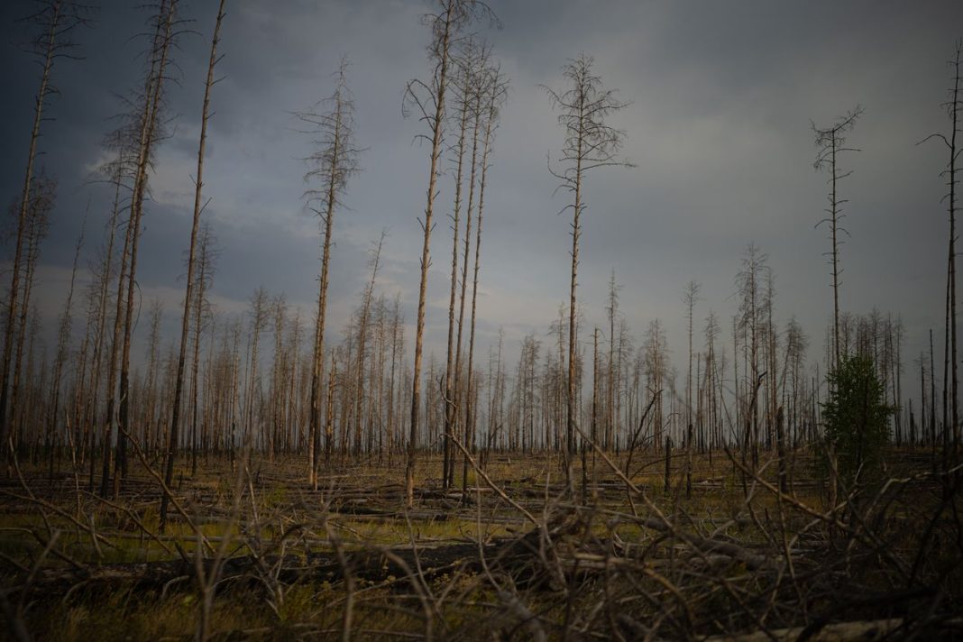 Los incendios arrasan los bosques de Chernóbil y continúan los esfuerzos para contenerlos
