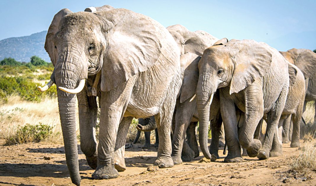 Namibia matará a 723 elefantes, hipopótamos, cebras y otros animales para alimentarse – Mundo – The Guardian Nigeria News – Nigeria and World News
