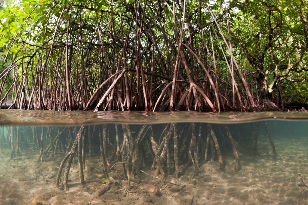 Mangroves absorb as many as 10 times the carbon that most terrestrial trees take up. (Reinhard Dirscherl/Getty Images).