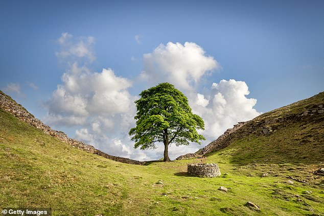 El árbol Sycamore Gap en el Muro de Adriano (en la foto) fue talado ilegalmente el año pasado, lo que provocó una ira generalizada.