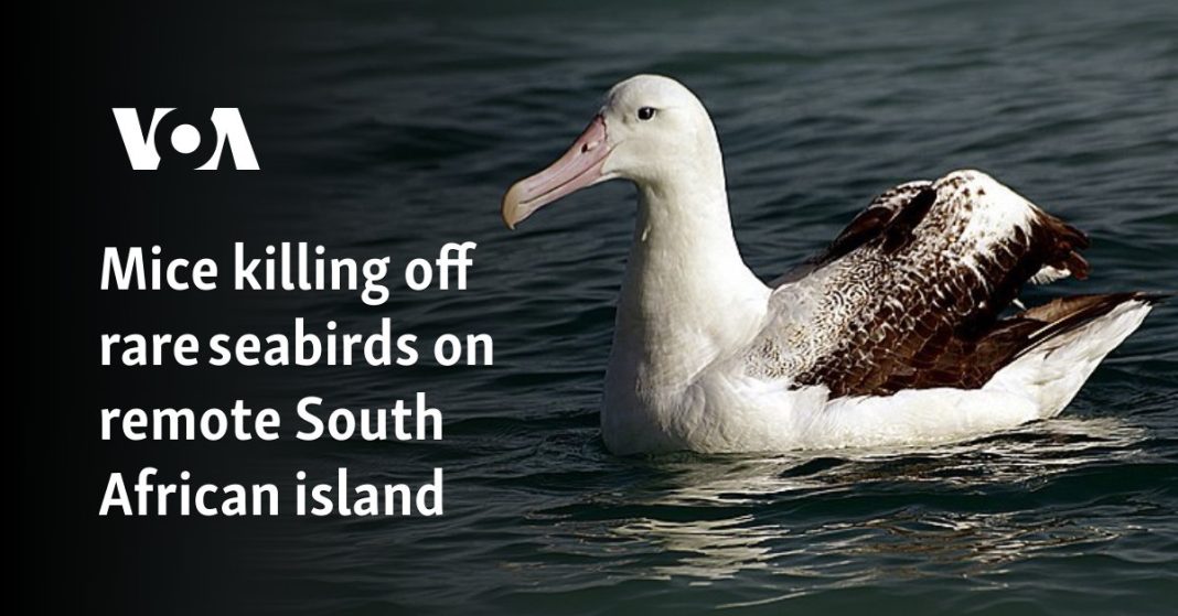 Ratones matan aves marinas raras en una remota isla sudafricana
