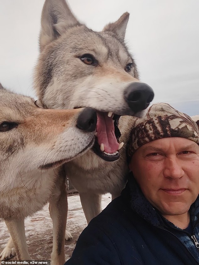 Las hembras fueron tomadas de la región siberiana de Khakassia y criadas por el domador de lobos Aleksandr Konchakov.