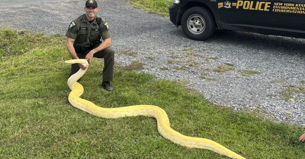 Se incautan de una casa de Nueva York una serpiente pitón de cuatro metros de tamaño
