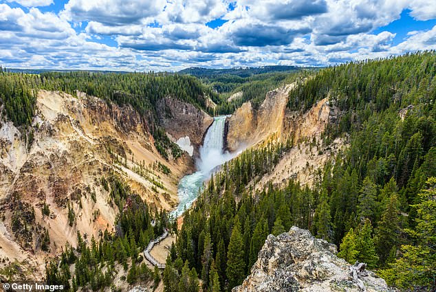 Se revela el mayor asesino de Yellowstone, y es dos veces más mortal que los ataques de osos y bisontes combinados
