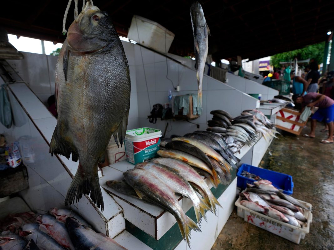 Si queremos construir un futuro mejor, todos necesitamos comer más pescado
