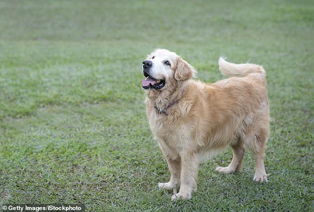 Lo anterior muestra a un perro con la cola en una posición neutral, lo que significa que no está particularmente emocionado ni estresado.