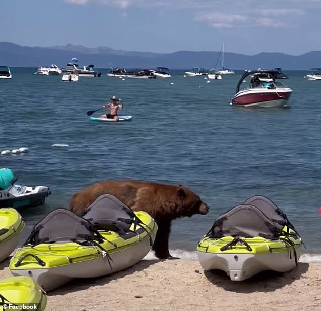 Un gran oso negro paseó por una playa en South Lake Tahoe, California, el 31 de agosto mientras los bañistas lo miraban en estado de shock.