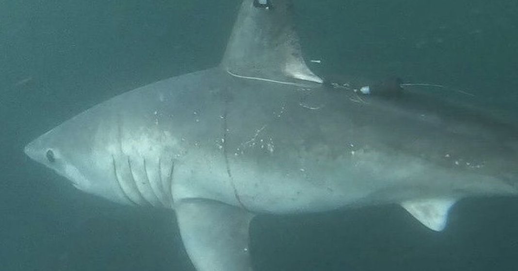 Un tiburón de dos metros fue atacado y devorado por otro tiburón en una 