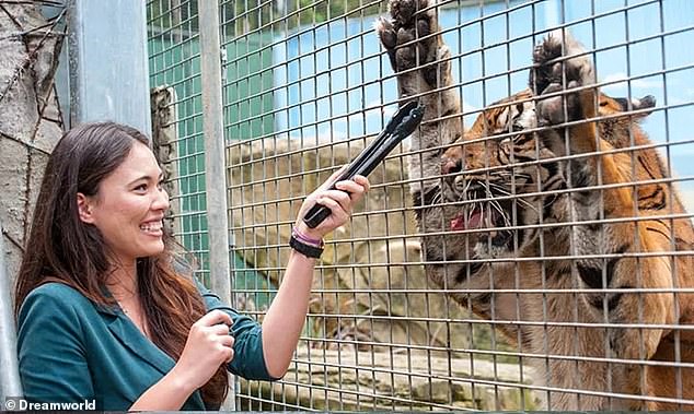 Una mujer fue trasladada de urgencia al hospital después de ser atacada por un tigre en Dreamworld en Gold Coast (en la imagen, una mujer alimenta con pinzas a un tigre en el parque temático de Queensland)