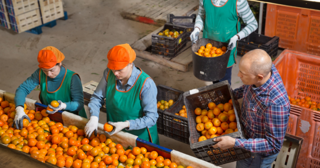 Una empresa berlinesa se dispone a preparar la ensalada de frutas más grande del mundo
