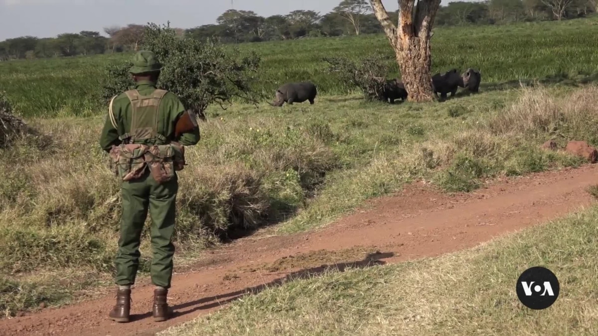 Una organización conservacionista de Kenia recurre a cazadores furtivos reformados para proteger la vida silvestre
