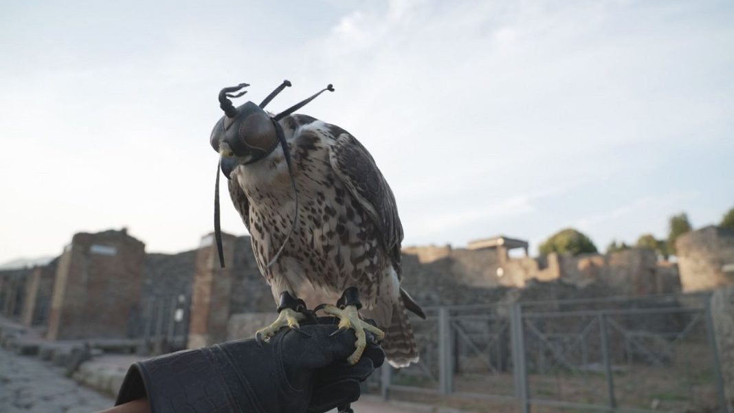 VIDEO: Las aves rapaces protegen a Pompeya de las palomas
