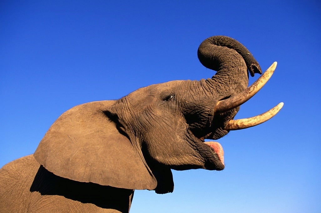 Zimbabwe's elephant population is estimated at 84 000. (Martin Harvey/Getty Images).