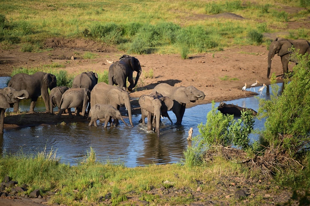 Zimbabwe will cull 200 elephants across the country to address food shortages brought on by a historic drought. (Lerato Sejake/SNL24).