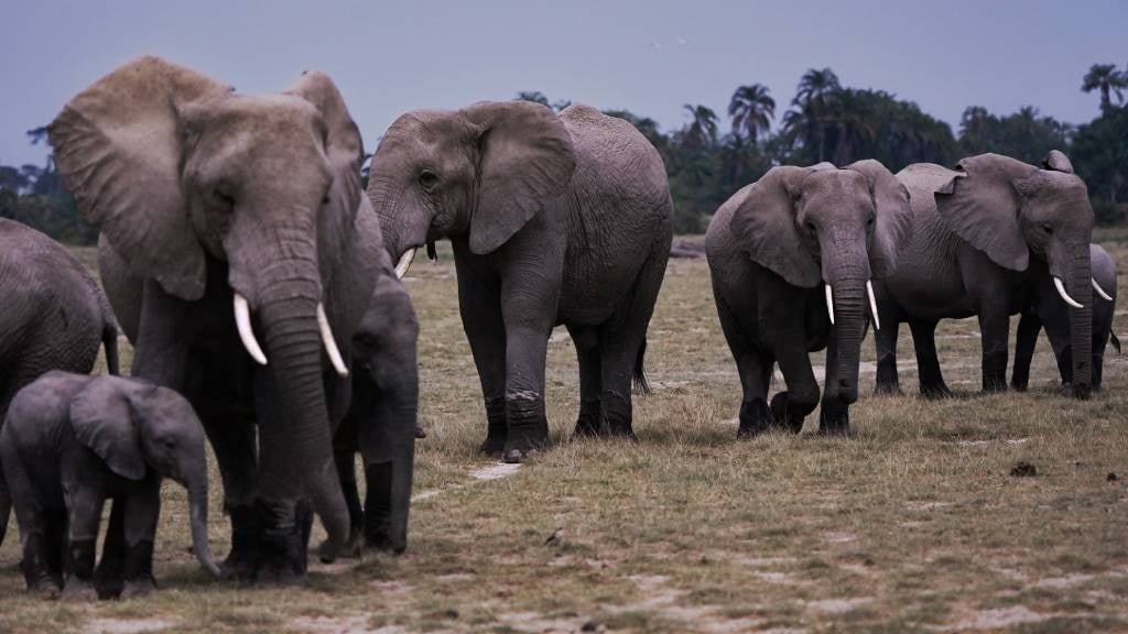 Zimbabwe is planning to cull 200 elephants. (Tony Karumba/AFP)