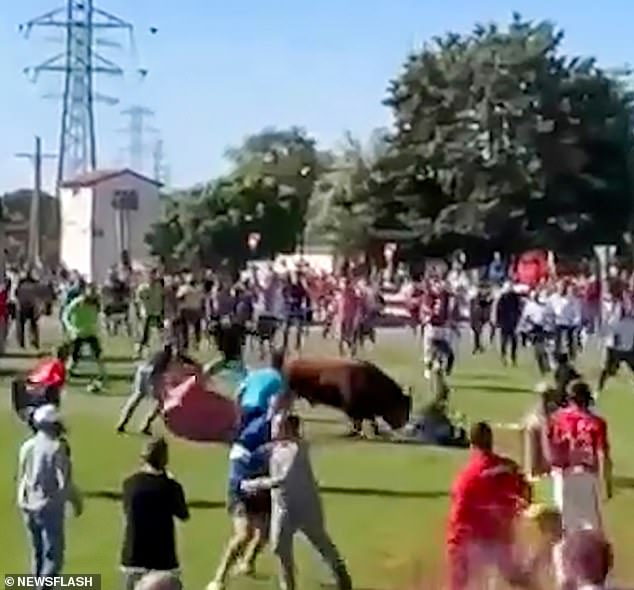 Un hombre fue empalado en los cuernos de un toro furioso después de intentar jugar al escondite con él en España