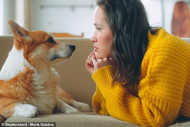 Los investigadores han descubierto que los cerebros de los humanos y los perros se sincronizan cuando se miran a los ojos (imagen de archivo)