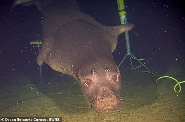 Sonidos de mascotas: Aquí, 'Brian', el elefante marino del norte, mira a la cámara mientras se siente atraído por la variedad de equipos submarinos en Barkley Canyon.