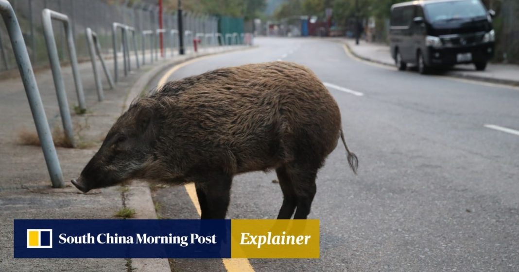 ¿Qué deben saber los conductores de Hong Kong sobre los accidentes de tráfico que involucran animales?
