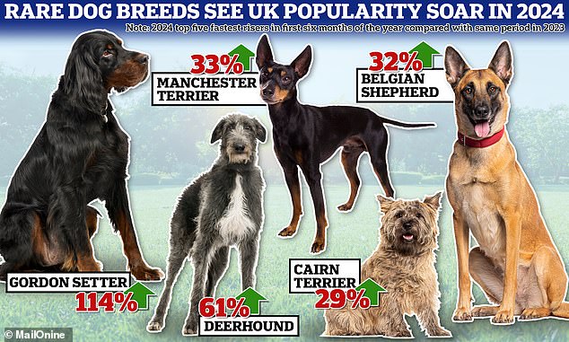 El Gordon Setter, el Deerhound y el Manchester Terrier han experimentado un aumento de popularidad este año. Estas tres razas, que están clasificadas como 