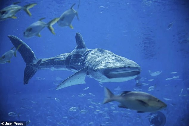 Un acuario de Shenzhen recibió una reacción violenta después de que los visitantes notaron que su tiburón ballena era en realidad un robot.