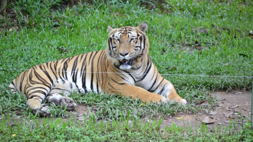 47 tigres muertos en zoológicos de Vietnam debido a la gripe aviar: medios estatales
