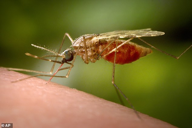 Los científicos han advertido que los mosquitos mutantes Anopheles funestus (en la foto) podrían poner en peligro los esfuerzos para combatir la malaria a medida que desarrollan resistencia a los insecticidas (foto de archivo).