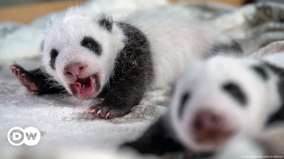 Alemania: Los cachorros de panda en el zoológico de Berlín abren los ojos
