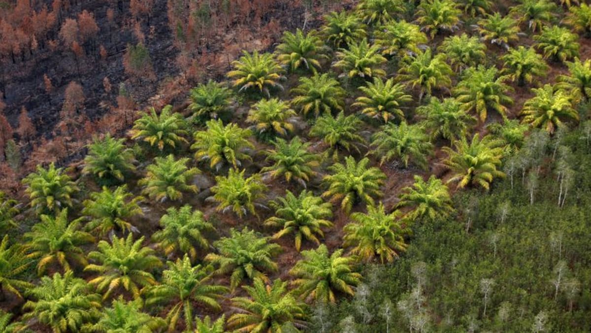 "Bienvenido alivio": los productores asiáticos elogian el retraso de la ley de deforestación de la UE
