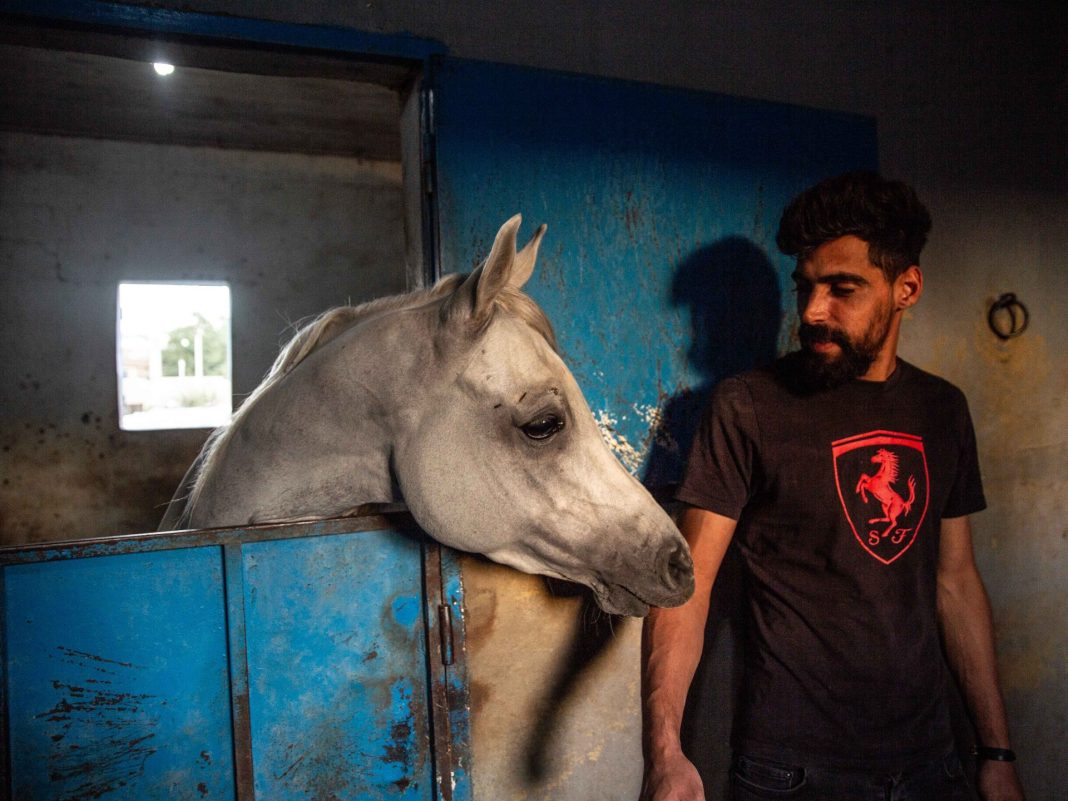 Caballos traumatizados salvados de las bombas israelíes encuentran refugio en el valle de Bekaa
