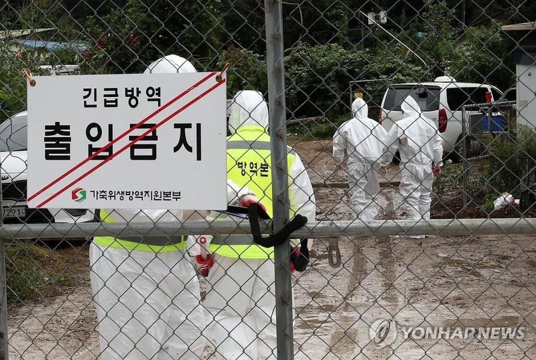 9th case of African swine fever confirmed in S. Korea this year