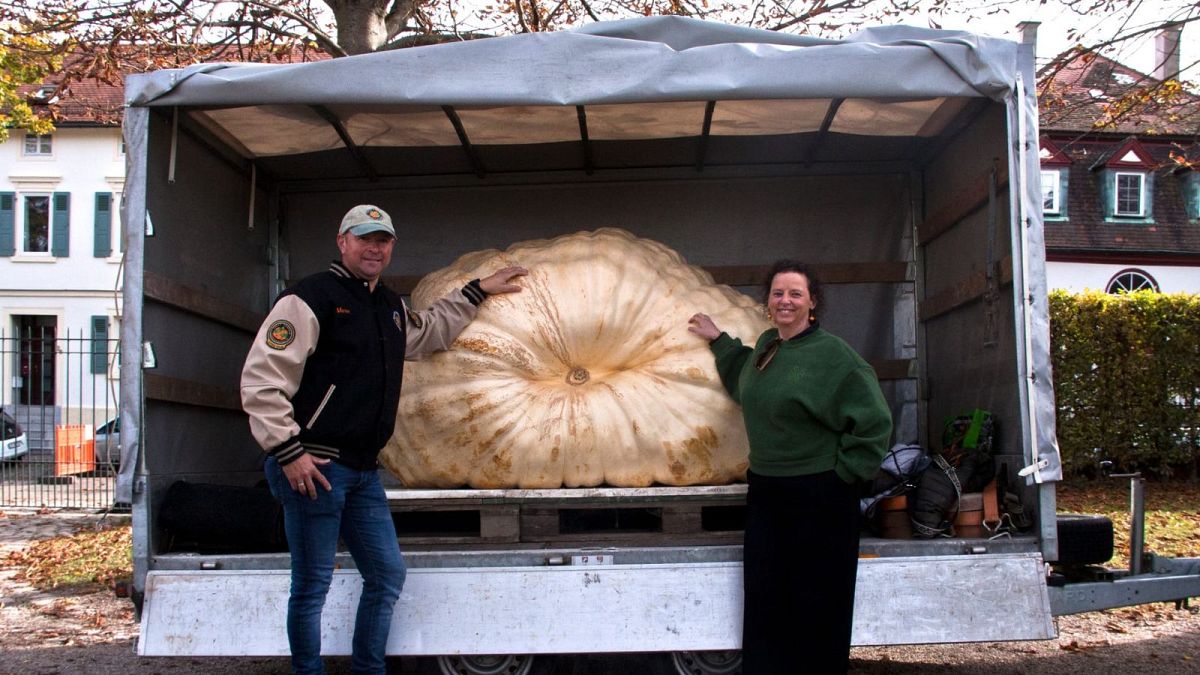 Dentro de la ciudad de cuento de hadas donde las calabazas gigantes se convierten en veleros
