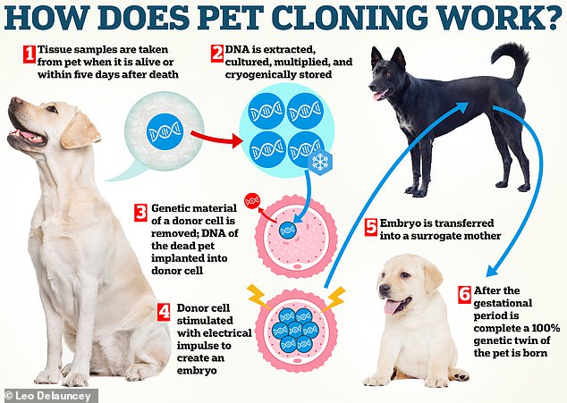 La empresa utiliza la transferencia nuclear de células somáticas (SCNT), una tecnología ampliamente aplicada en la clonación de animales.