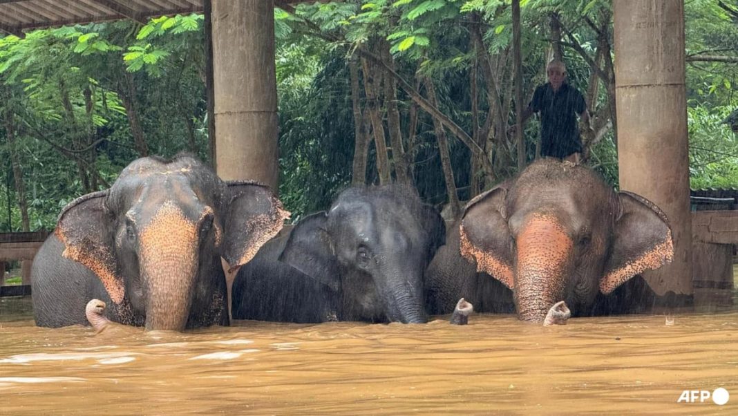 Dos elefantes mueren en inundaciones repentinas en el norte de Tailandia
